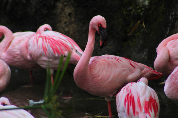 Discover Chilean Flamingos: Facts and Information About the Pink Flamingos of Chile